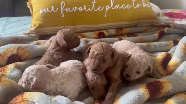 Video preview image #2 Poodle (Toy) Puppy For Sale in LIVE OAK, FL, USA