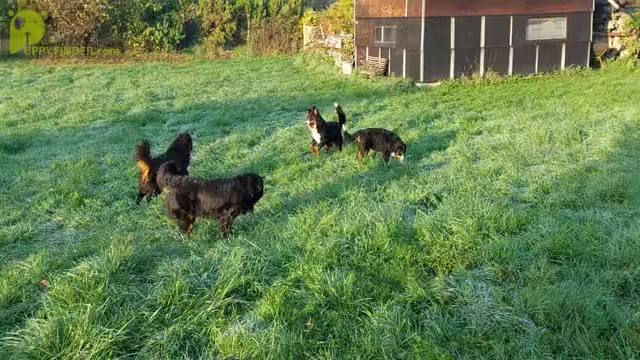 Video preview image #2 Bernese Mountain Dog Puppy For Sale in Hatvan, Heves, Hungary