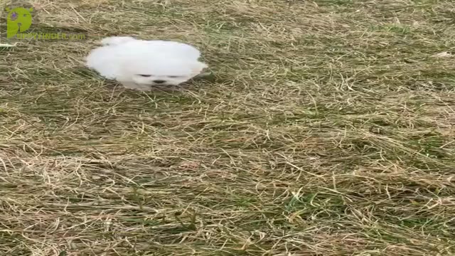 Video preview image #3 Maltese Puppy For Sale in WARSAW, IN, USA