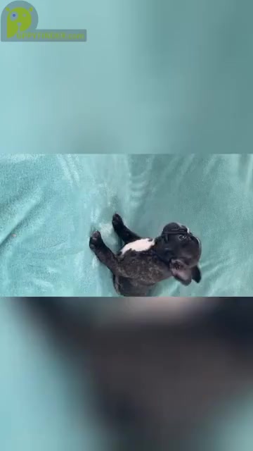 Video preview image #1 French Bulldog Puppy For Sale in CHARLOTTE, NC, USA