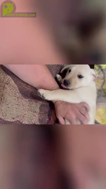 Video preview image #1 Labrador Retriever Puppy For Sale in ELKTON, KY, USA