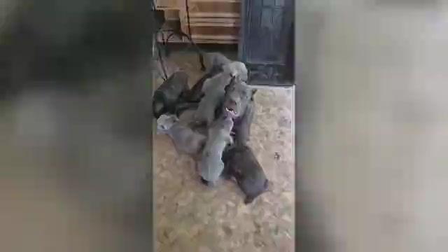 Video preview image #8 Cane Corso Puppy For Sale in COLUMBIA, SC, USA