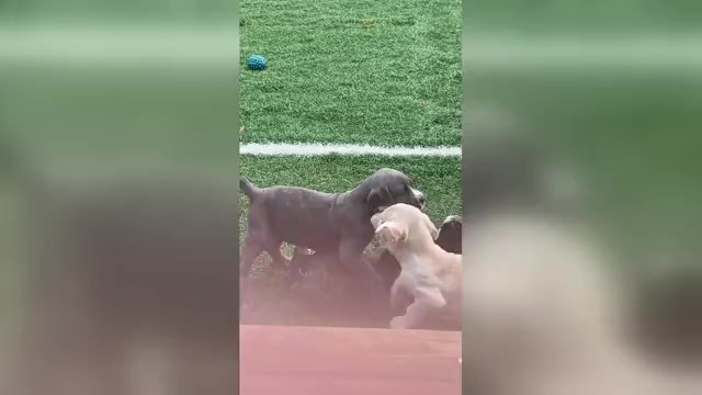 Video preview image #1 Cane Corso Puppy For Sale in NEWARK, OH, USA