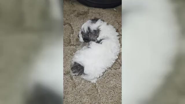 Video preview image #1 Poodle (Toy) Puppy For Sale in DYERSBURG, TN, USA