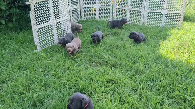 Video preview image #2 Labrador Retriever Puppy For Sale in PALMYRA, VA, USA