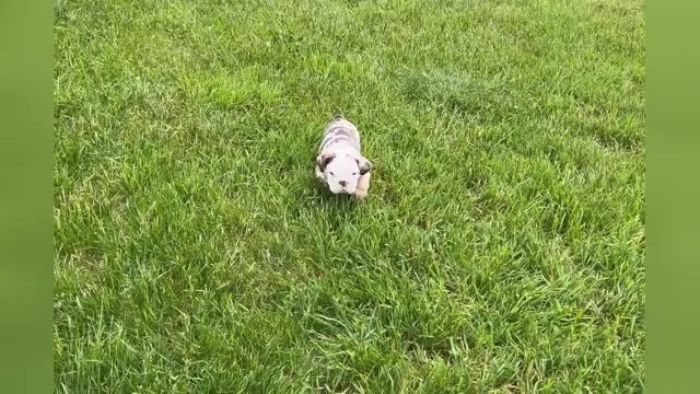 Video preview image #3 English Bulldog Puppy For Sale in WARSAW, IN, USA