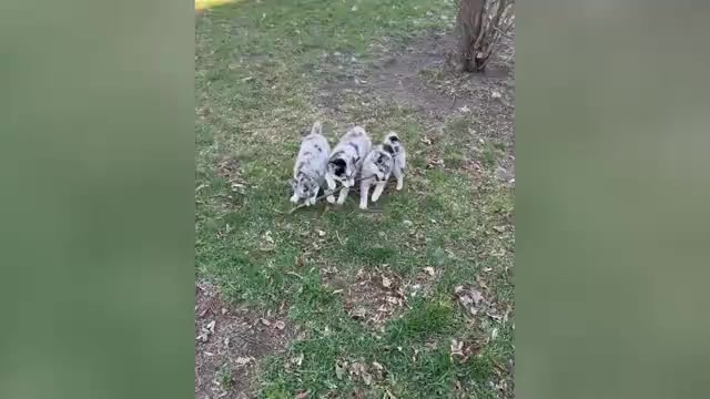 Video preview image #1 Alaskan Klee Kai-Pomsky Mix Puppy For Sale in STAPLES, MN, USA