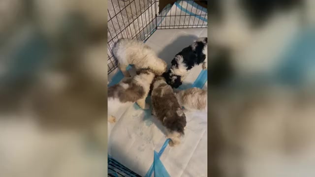 Video preview image #1 Poodle (Standard) Puppy For Sale in COLUMBIA, SC, USA