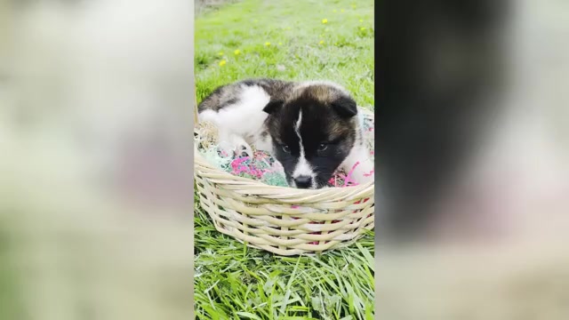 Video preview image #1 Akita Puppy For Sale in BUTLER, PA, USA