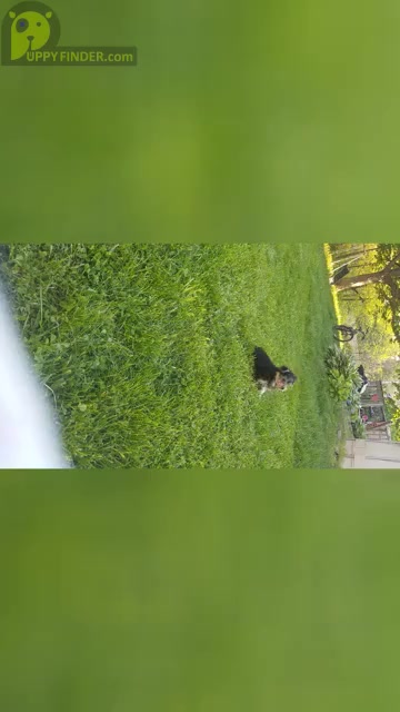Video preview image #9  Breeder Profile in NEENAH, WI, USA