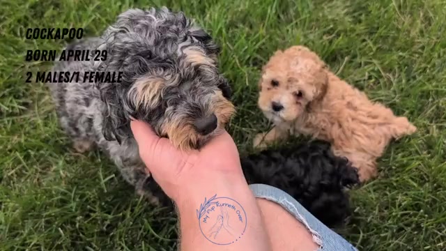 Video preview image #2 Cock-A-Poo Puppy For Sale in GOSHEN, IN, USA