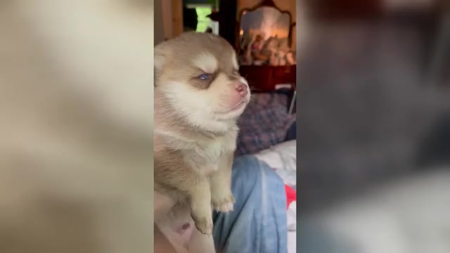Video preview image #2 Pomsky Puppy For Sale in NORWICH, NY, USA