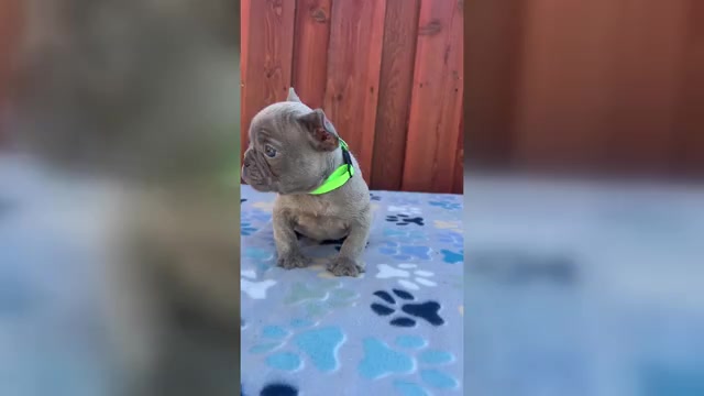 Video preview image #1 French Bulldog Puppy For Sale in SACRAMENTO, CA, USA