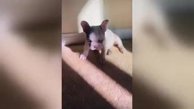 Video preview image #2 French Bulldog Puppy For Sale in LAS VEGAS, NV, USA