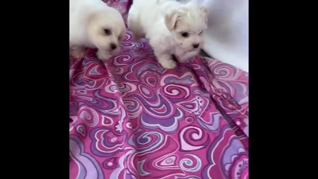 Video preview image #2 Maltese Puppy For Sale in ROCK STREAM, NY, USA