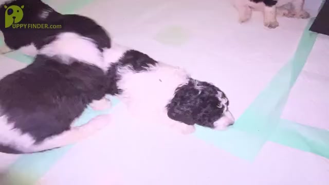 Video preview image #8 Chesa-Poo Puppy For Sale in DELTONA, FL, USA