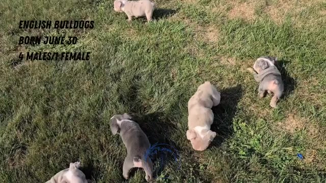 Video preview image #2 English Bulldog Puppy For Sale in GOSHEN, IN, USA