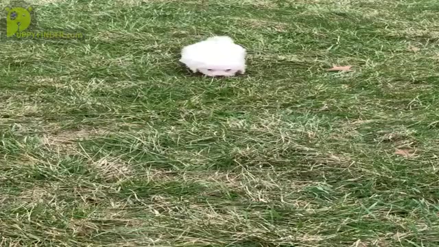 Video preview image #12 Maltipoo Puppy For Sale in WARSAW, IN, USA