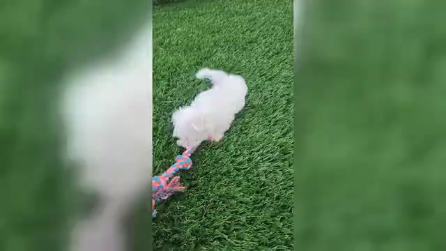 Video preview image #1 Maltese Puppy For Sale in MONTGOMERY, IN, USA