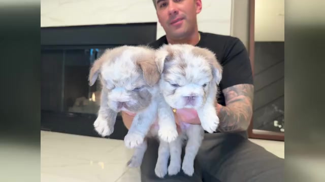 Video preview image #1 French Bulldog Puppy For Sale in SAN DIEGO, CA, USA