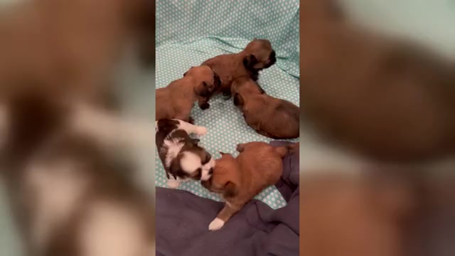 Video preview image #2 Shorkie Tzu Puppy For Sale in COLORADO SPRINGS, CO, USA