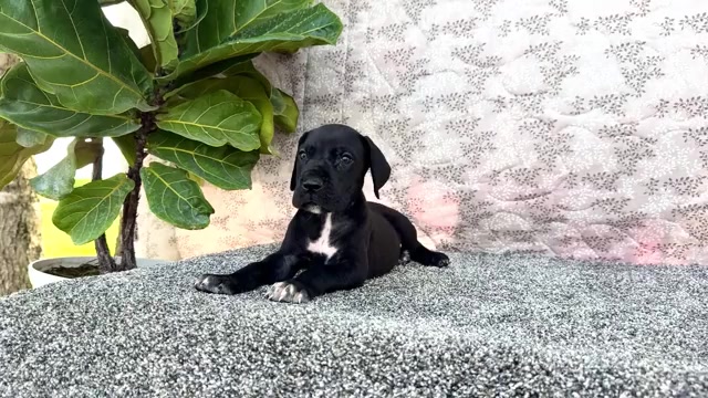 Video preview image #3 Great Dane Puppy For Sale in WAKARUSA, IN, USA