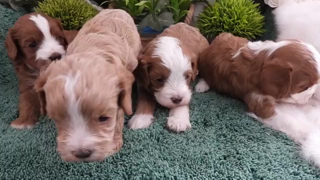 Video preview image #1 Cavapoo (Miniature) Puppy For Sale in CARLISLE, KY, USA