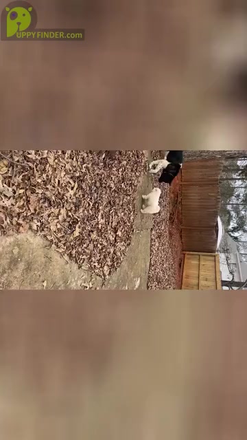 Video preview image #13  Breeder Profile in MCDONOUGH, GA, USA