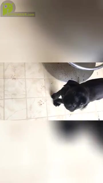 Video preview image #12 Cane Corso Puppy For Sale in GULLIVER, MI, USA