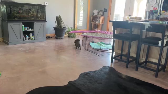 Video preview image #2 Morkie Puppy For Sale in CASSVILLE, MO, USA