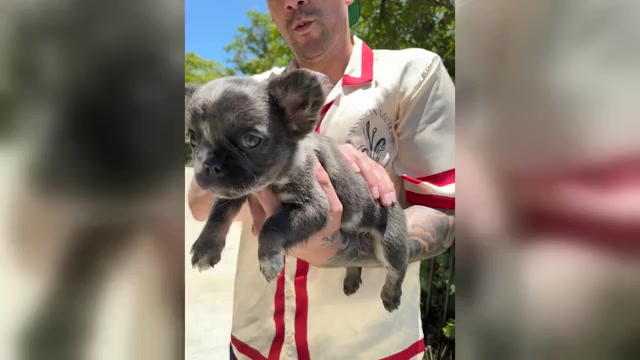 Video preview image #7 French Bulldog Puppy For Sale in SAN DIEGO, CA, USA