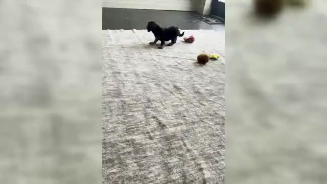 Video preview image #4 Cavapoo (Miniature) Puppy For Sale in WARSAW, IN, USA