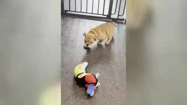 Video preview image #3 Bulldog Puppy For Sale in WARSAW, IN, USA