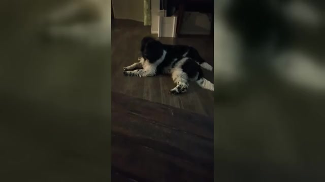 Video preview image #1 Newfoundland Puppy For Sale in LAS VEGAS, NV, USA