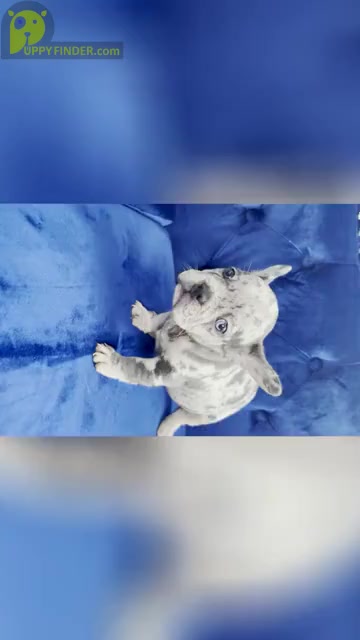Video preview image #7 French Bulldog Puppy For Sale in SCREVEN, GA, USA