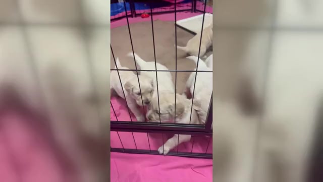 Video preview image #1 Golden Retriever Puppy For Sale in BOILING SPGS, SC, USA