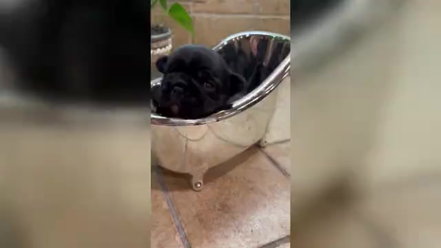 Video preview image #1 American Bullnese Puppy For Sale in DISCOVERY BAY, CA, USA