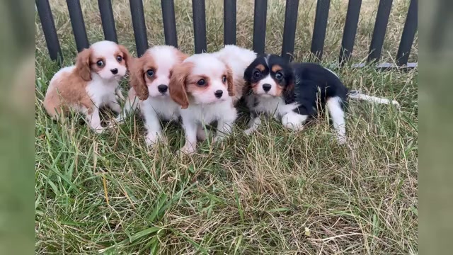 Video preview image #1 Cavalier King Charles Spaniel Puppy For Sale in WARSAW, IN, USA