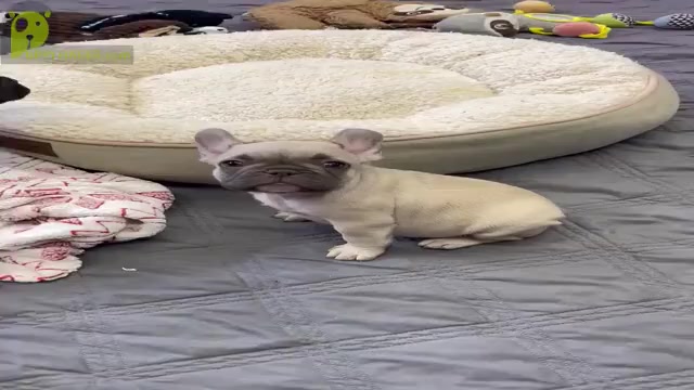 Video preview image #5 French Bulldog Puppy For Sale in WILDOMAR, CA, USA