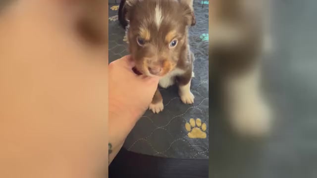 Video preview image #1 Miniature Australian Shepherd Puppy For Sale in BROOKER, FL, USA