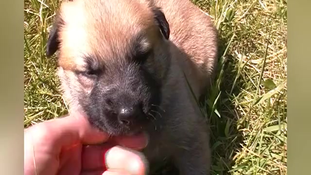 Video preview image #1 German Shepherd Dog Puppy For Sale in PIEDMONT, MO, USA