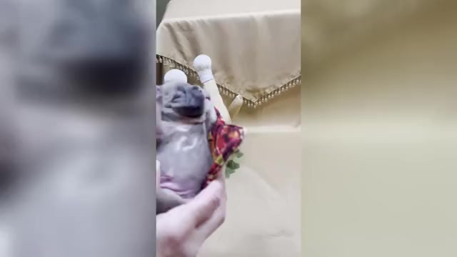 Video preview image #11 French Bulldog Puppy For Sale in WEXFORD, PA, USA