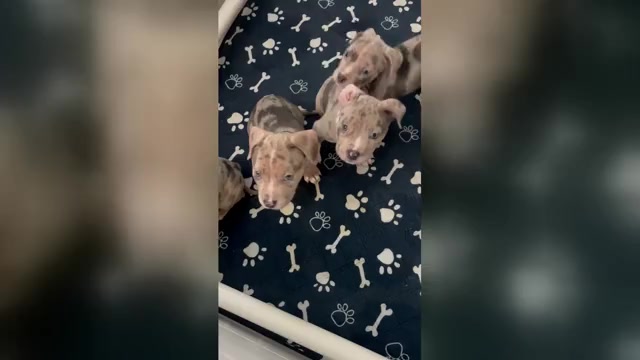 Video preview image #1 American Bully Puppy For Sale in WINSTON SALEM, NC, USA