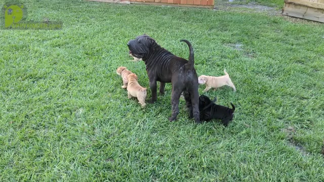 Video preview image #1 Chinese Shar-Pei Puppy For Sale in ELLENWOOD, GA, USA