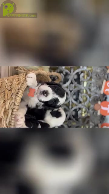 Video preview image #5 Sheepadoodle Puppy For Sale in HUNTINGTON BEACH, CA, USA
