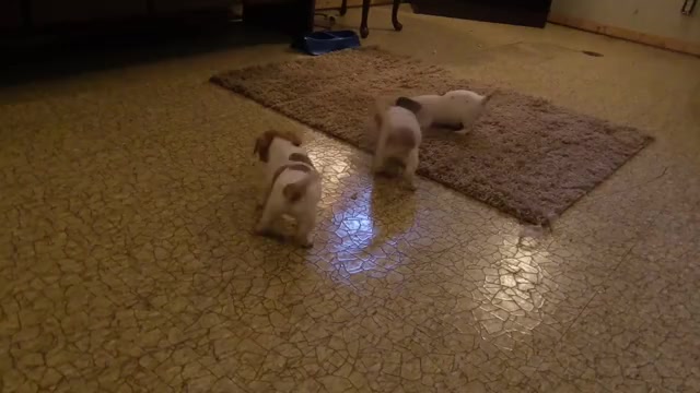 Video preview image #1 Jack Russell Terrier Puppy For Sale in CINCINNATI, OH, USA