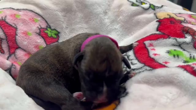 Video preview image #2 Boxer Puppy For Sale in RALEIGH, NC, USA