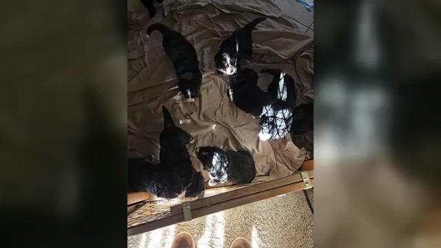 Video preview image #2 Bernese Mountain Dog Puppy For Sale in BEAVER DAM, WI, USA