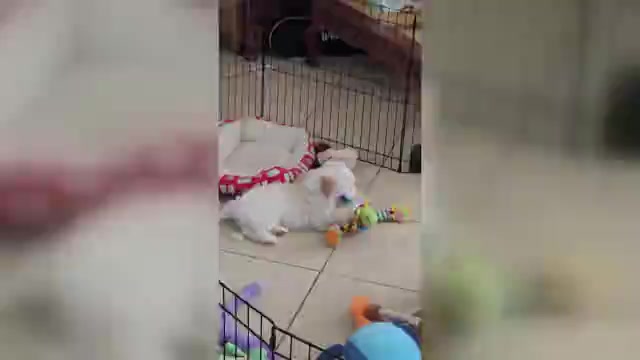 Video preview image #1 Lhasa Apso Puppy For Sale in PHOENIX, AZ, USA