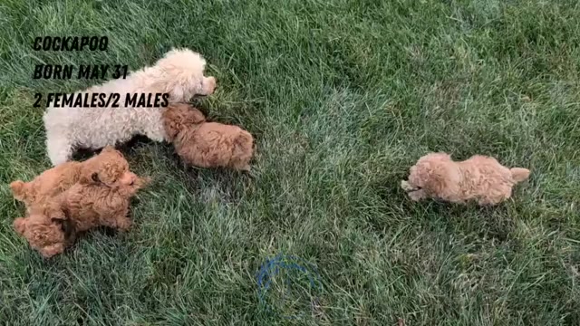 Video preview image #5 Cockapoo Puppy For Sale in GOSHEN, IN, USA